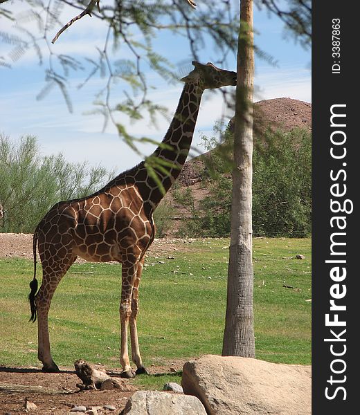 Giraffe with tree in foreground and mountain background. Giraffe with tree in foreground and mountain background