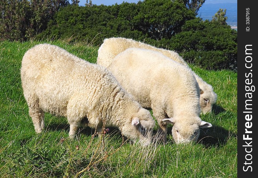 Sheep And Glassland In The New Zealand