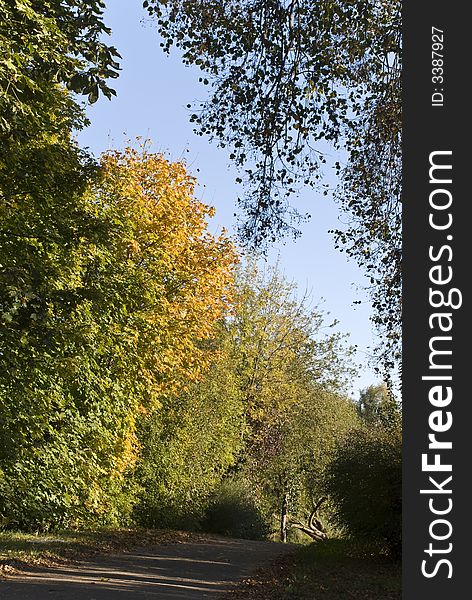 A oak,maple and  chestnuts  forest. A oak,maple and  chestnuts  forest.