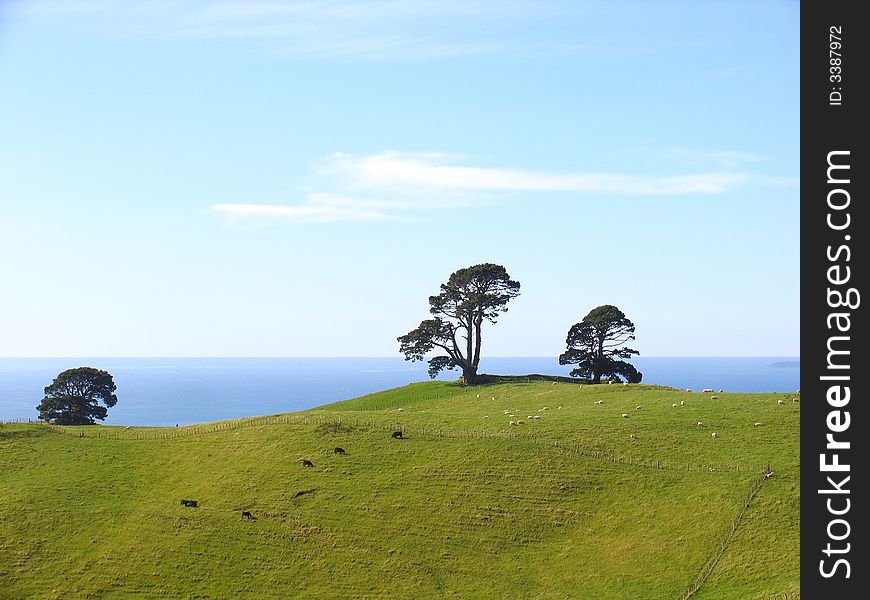 Sheep And Grassland In The New Zealand