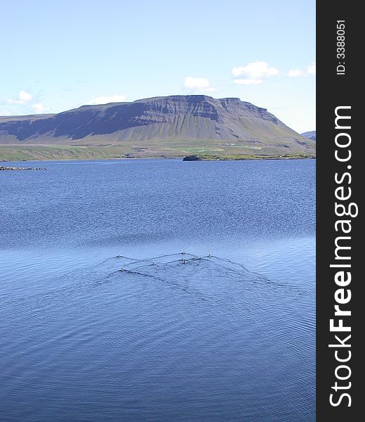 Ducks swimming in the Westfjords of Iceland. Ducks swimming in the Westfjords of Iceland