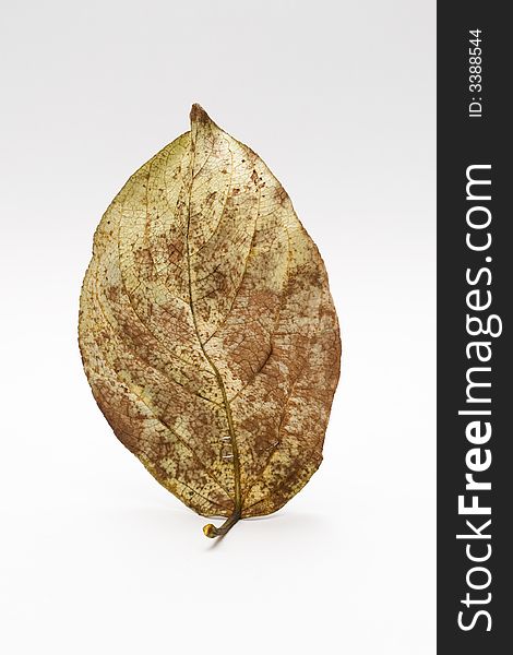Old leaf, yellow with brown, isolated
