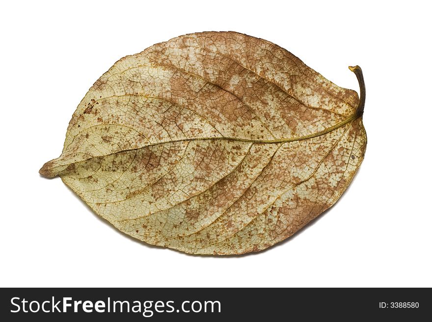 Old leaf, yellow with brown, isolated