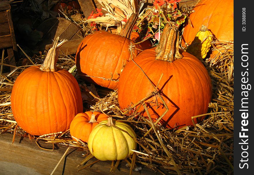 Photo of a pumpkins at a flower shop. Photo of a pumpkins at a flower shop.