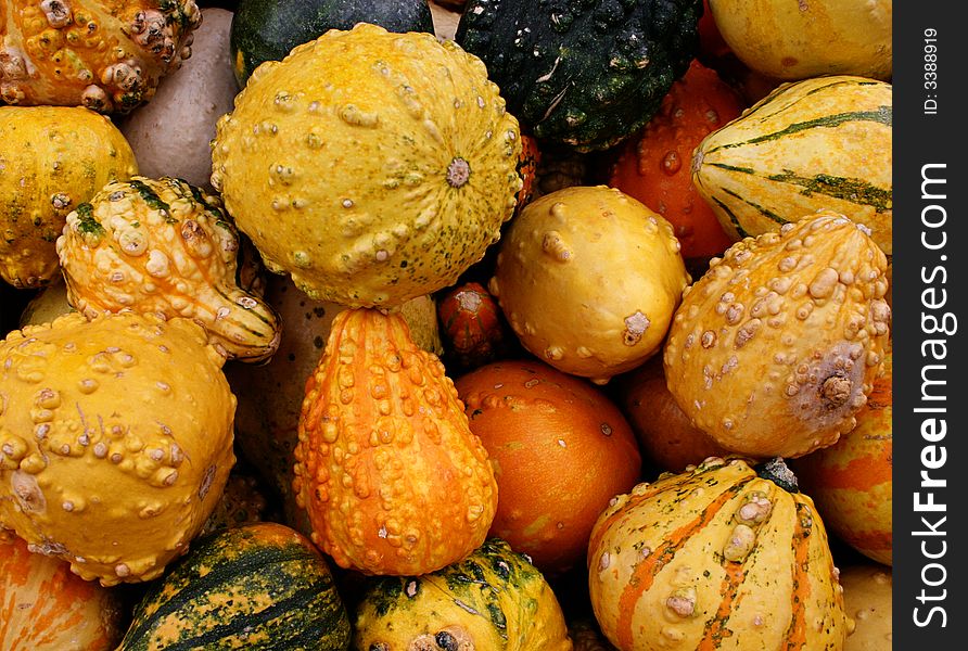 Horizontal view of colorful gourds in a pile. Horizontal view of colorful gourds in a pile