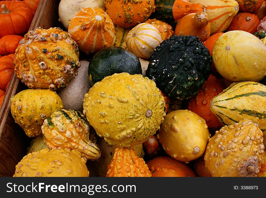 Colorful gourds in a pile. Colorful gourds in a pile