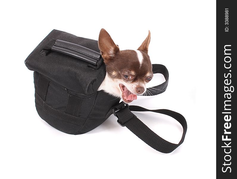 Chihuahua in the black bag on the white background. Chihuahua in the black bag on the white background