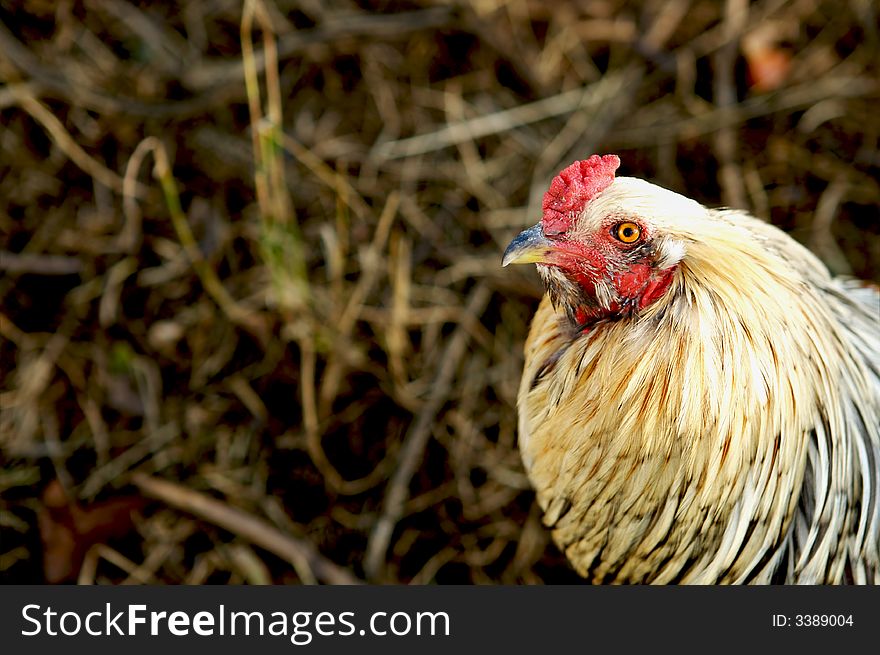 Upclose of rooster with blurred background