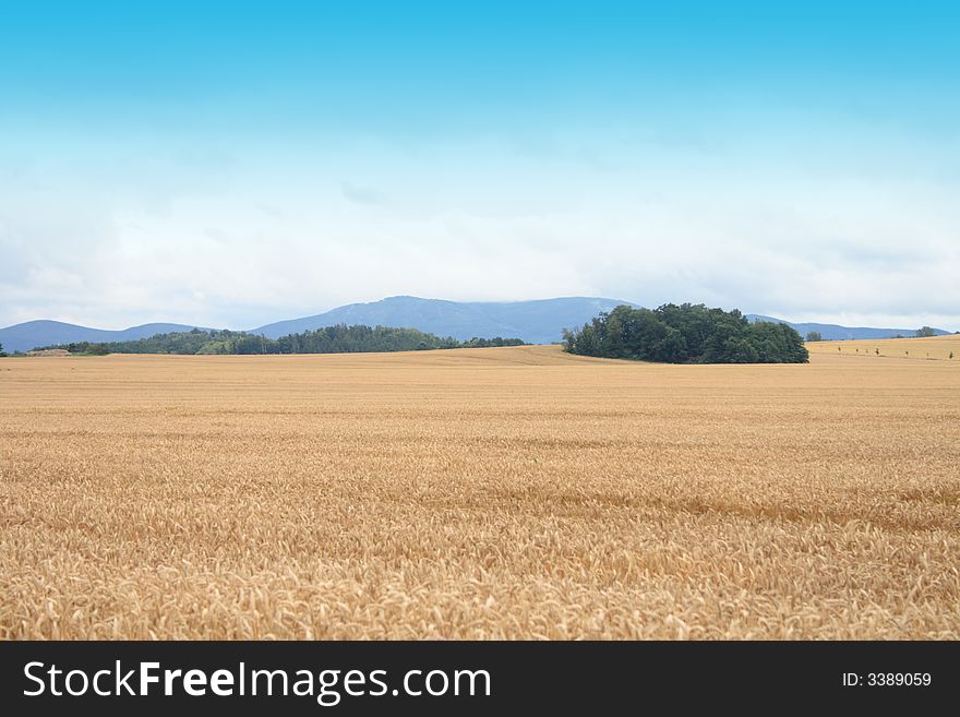 Czech country - golden corn, clouds and mountains