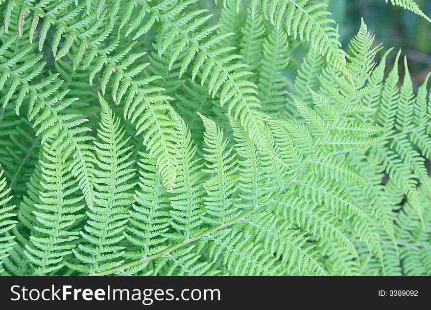 Natural leaf background from the near forest. Natural leaf background from the near forest