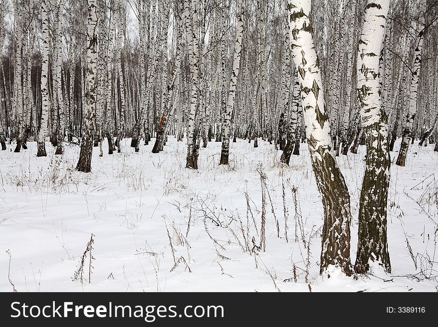 Birch wood in winter Russia: two old trees on the foreground