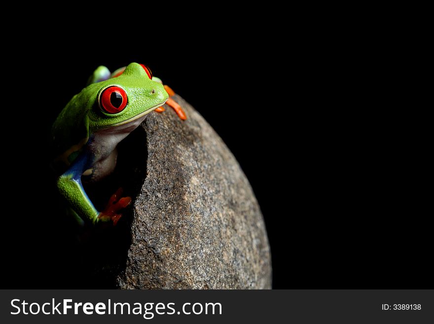 Frog looking out from behind a rock, a closeup of a red-eyed tree frog (Agalychnis callidryas) isolated on black. Frog looking out from behind a rock, a closeup of a red-eyed tree frog (Agalychnis callidryas) isolated on black