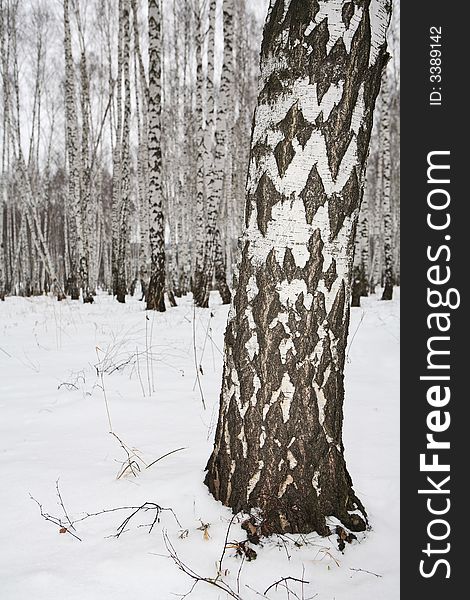 Birch wood in winter Russia - beautiful black and white trees