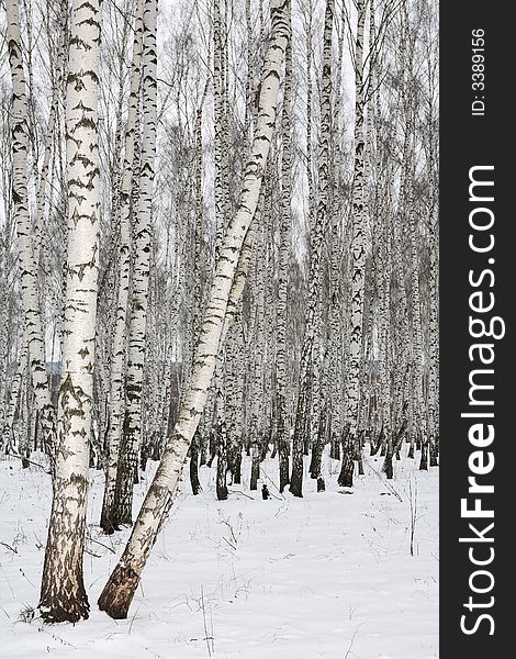 Birch Wood In Winter Russia