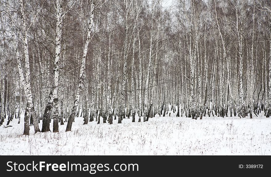 Birch Wood In Winter Russia