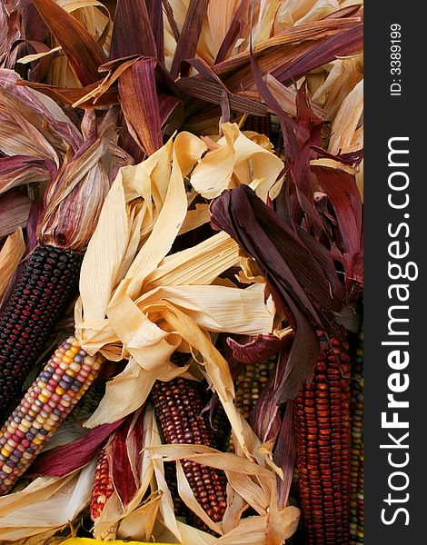 Close up of multi-colored Indian corn with husks shown in a pile. Close up of multi-colored Indian corn with husks shown in a pile.