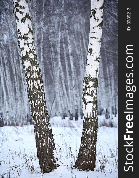 Birch wood in winter Russia