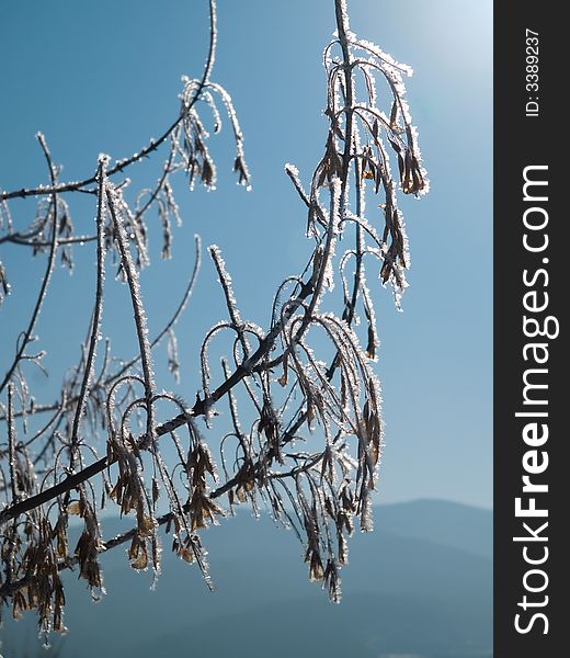 frozen branches with catkin