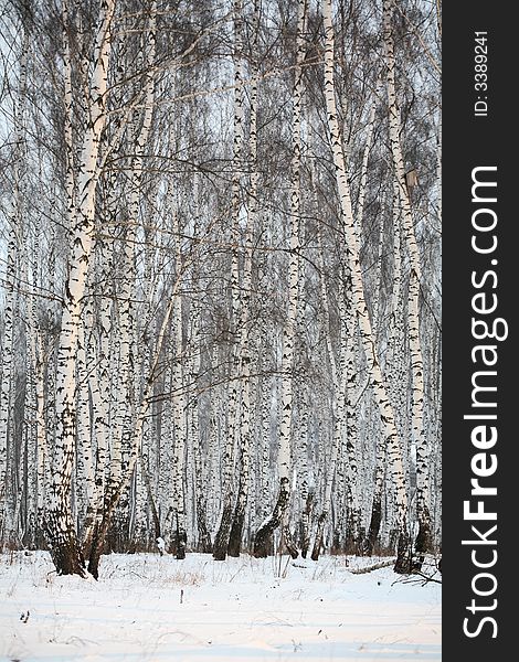 Birch wood in winter Russia