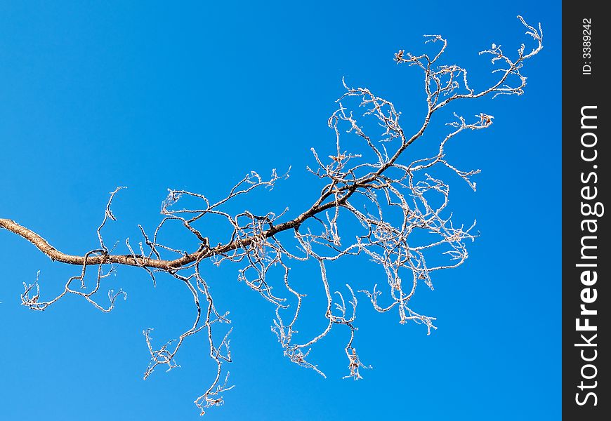 Winter seasonal background representing 
frozen snow branch of tree and blue sky . Winter seasonal background representing 
frozen snow branch of tree and blue sky