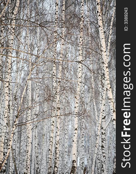 Birch Wood In Winter Russia