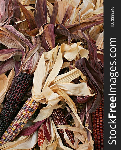 Close up of multi-colored Indian corn with husks shown in a pile. Close up of multi-colored Indian corn with husks shown in a pile.