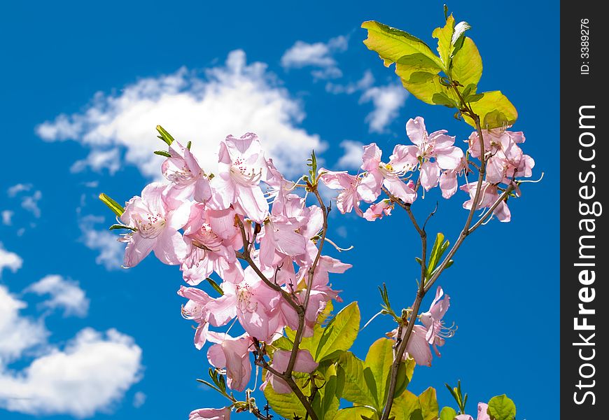 Floral spring seasonal background representing blooming rose flower against the blue sky with white clouds. Floral spring seasonal background representing blooming rose flower against the blue sky with white clouds