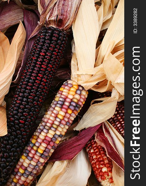 Close up of multi-colored Indian corn with husks shown in a pile. Close up of multi-colored Indian corn with husks shown in a pile.