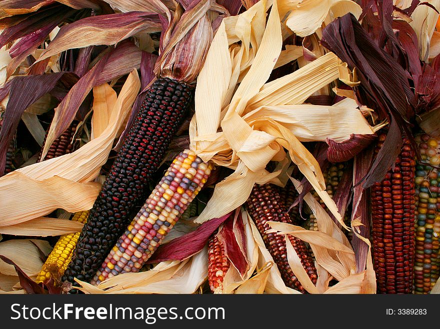 Close up of multi-colored Indian corn with husks shown in a pile. Close up of multi-colored Indian corn with husks shown in a pile.