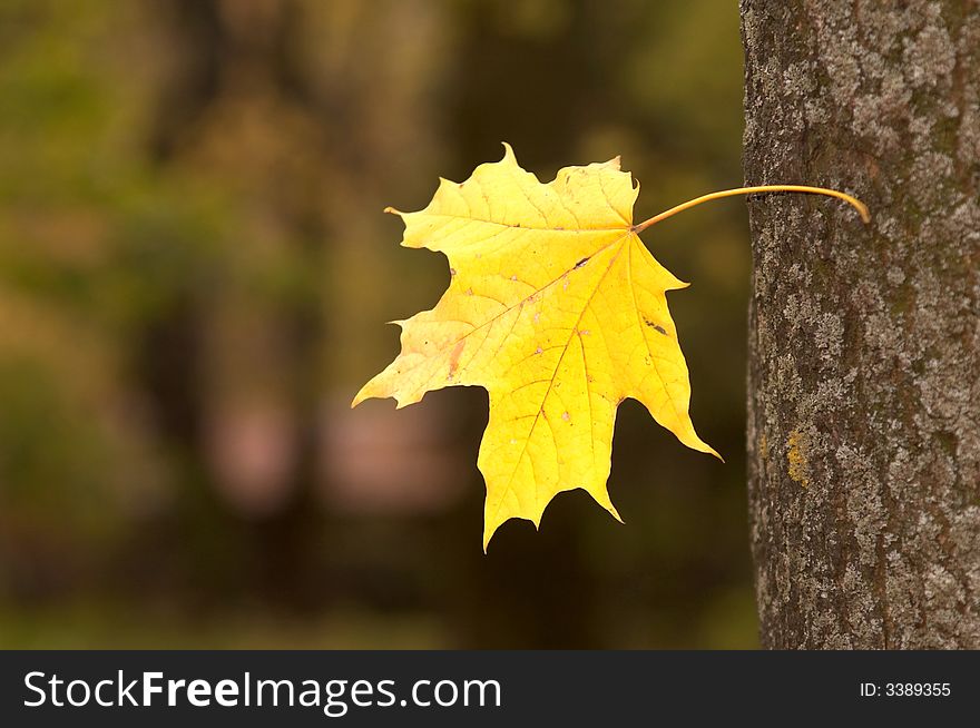 An image of yellow maple leaf