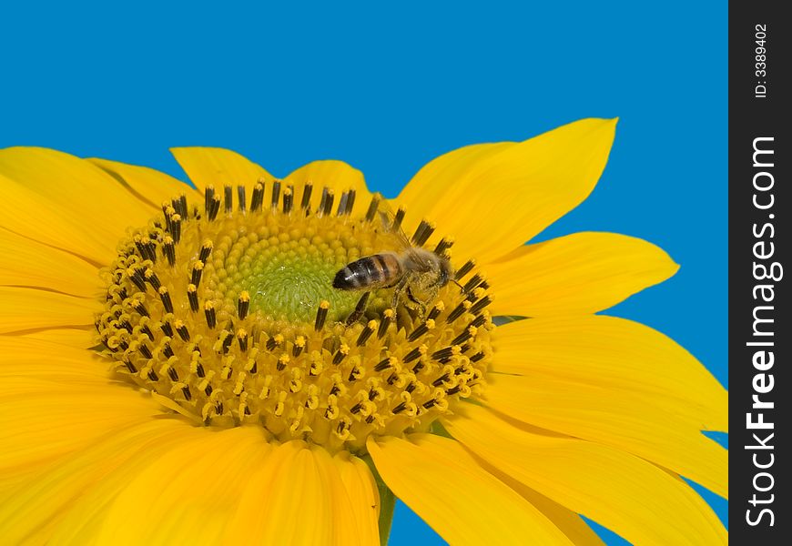 bee on the sunflower
