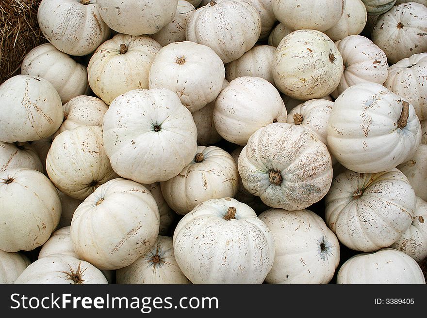 Horizontal view of a pile of white pumpkins. Horizontal view of a pile of white pumpkins