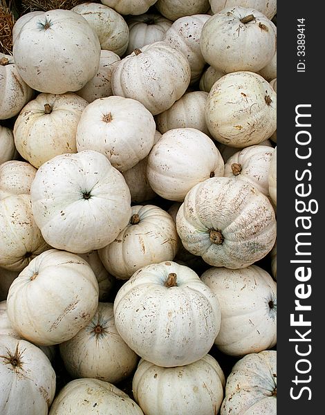 Vertical view of a pile of white pumpkins. Vertical view of a pile of white pumpkins