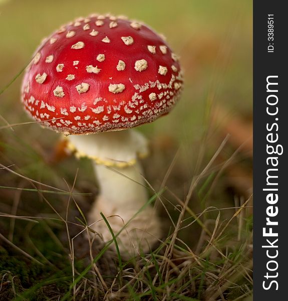 Fly Agaric Toadstool, shallow DOF, focus is on the cap