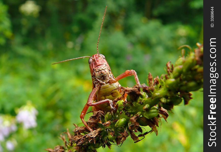 Grasshopper 6