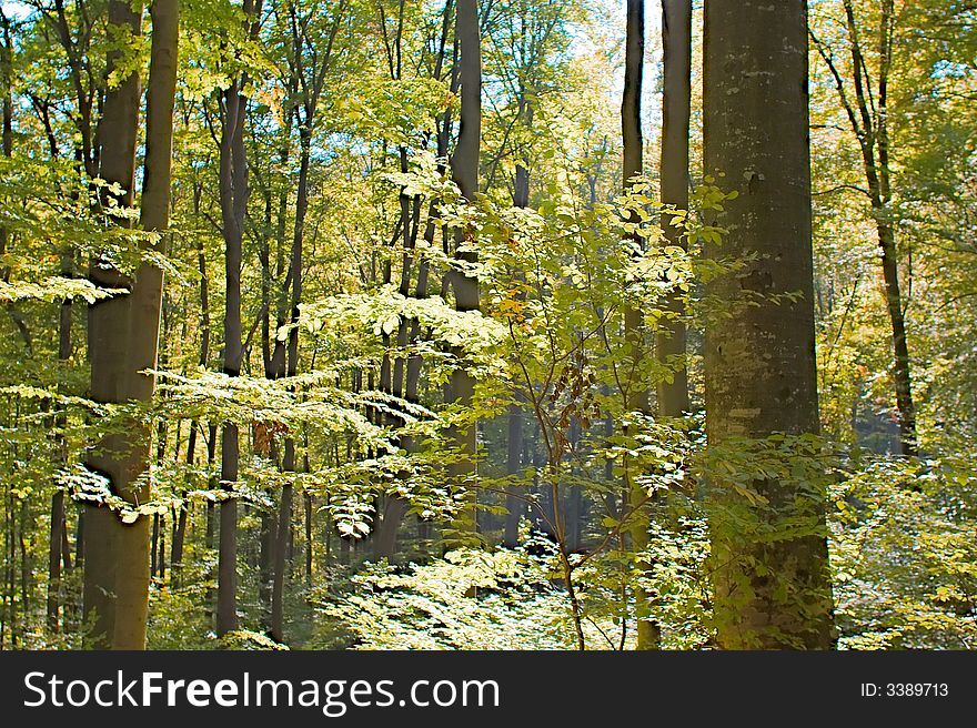 Mountain forest in autumn with tall trees. Mountain forest in autumn with tall trees