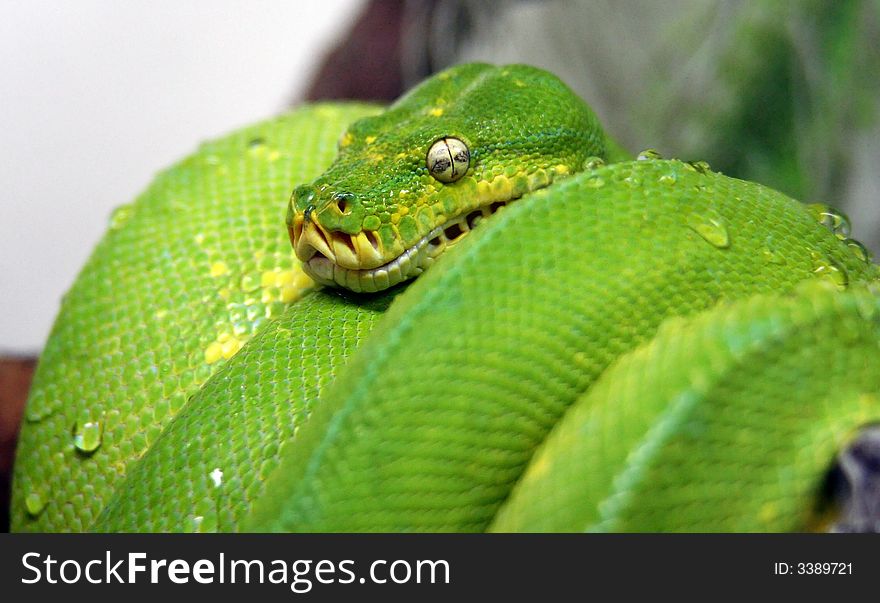 The Python from Moscow zoo