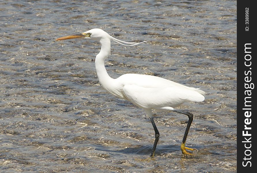 Egyptian egret in th Red sea