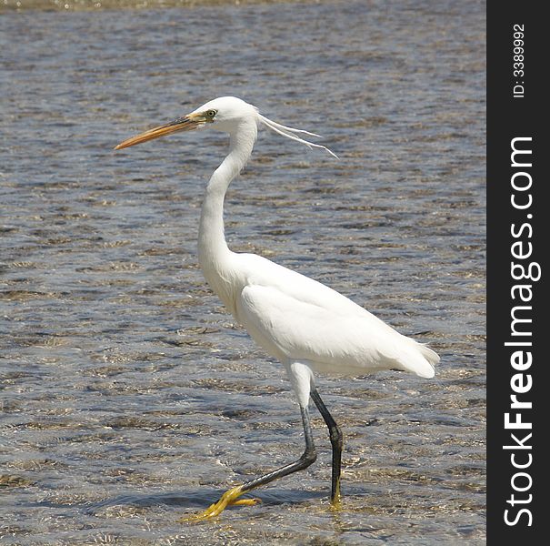 Egyptian egret in the Red sea