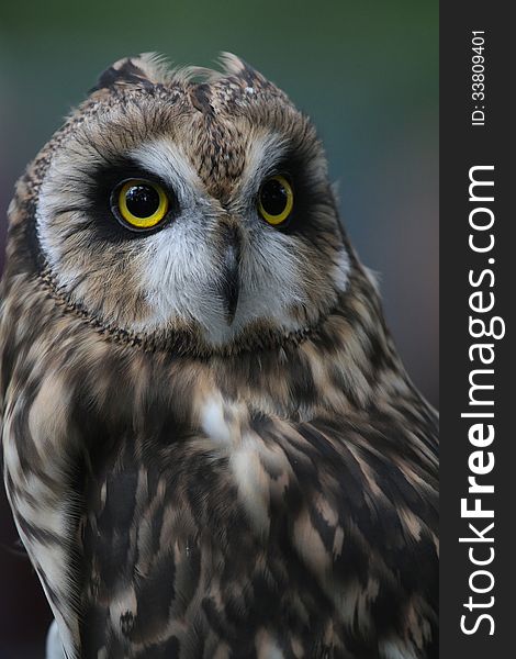 While at a pow wow recently, the Raptor Center handlers held up their educational wild birds to teach the public about them. This is a short-eared owl.