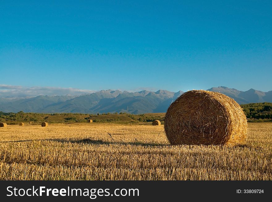 Round bales of straw in the meadow. Round bales of straw in the meadow