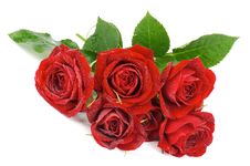 Red Roses Royalty Free Stock Photography Red Roses Royalty Free Stock Photography