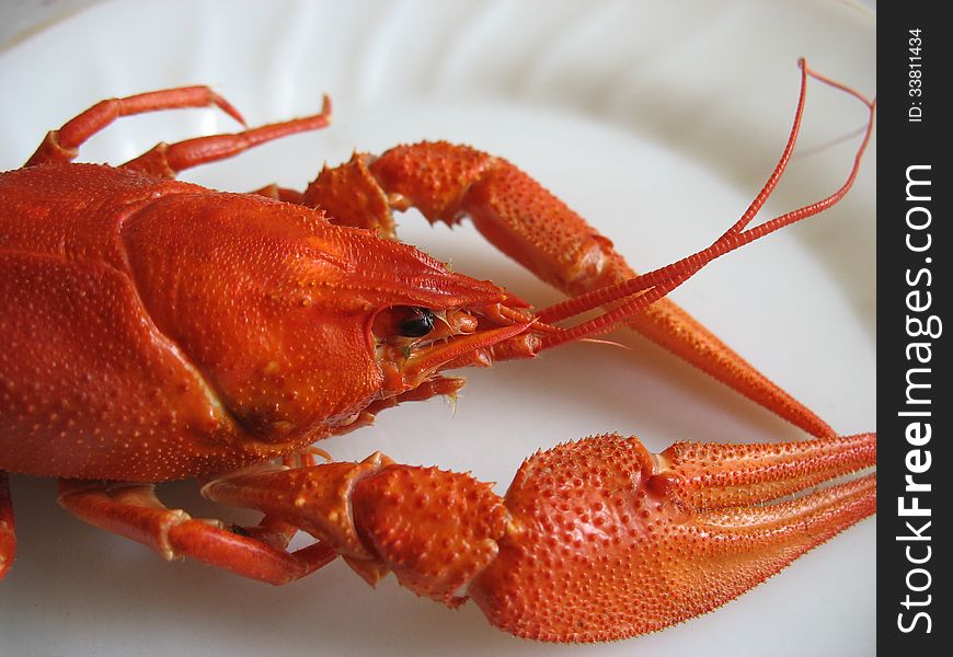 Red crawfish on a white background plates. Red crawfish on a white background plates