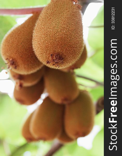Technology Of Growing Kiwifruit