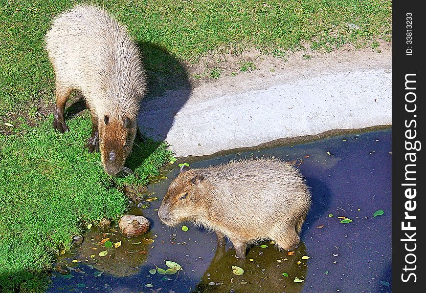 Capybaras at Aalborg Zoo in Jutland, Denmark.