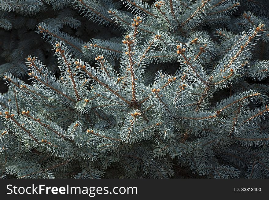 Branches of blue spruce outdoors