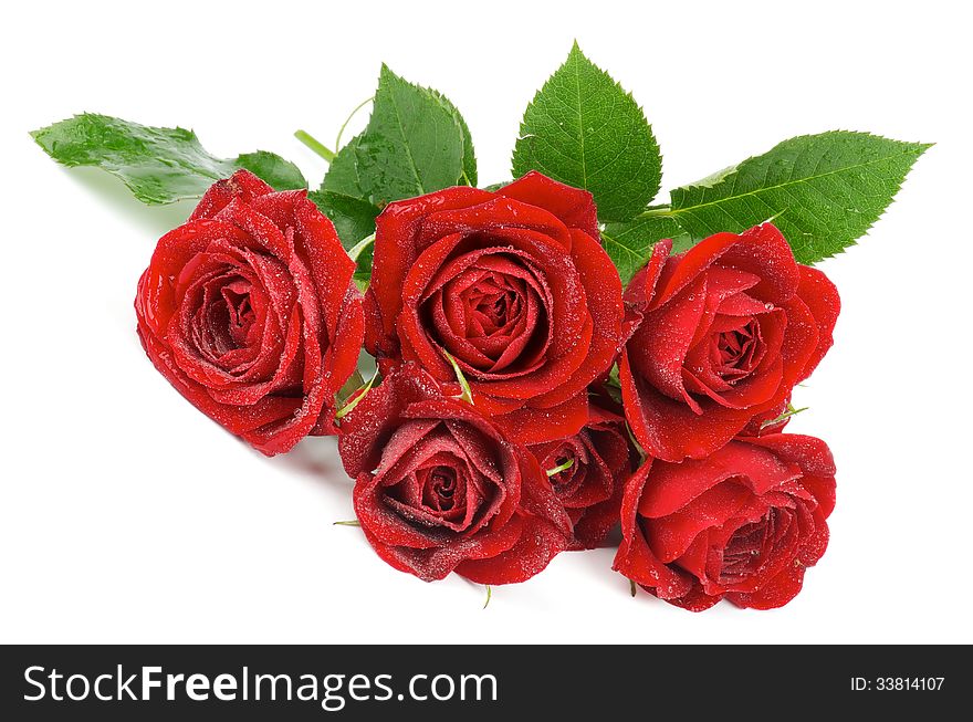 Bunch of Beauty Perfect Red Roses with Water Droplets and Leafs isolated on white background