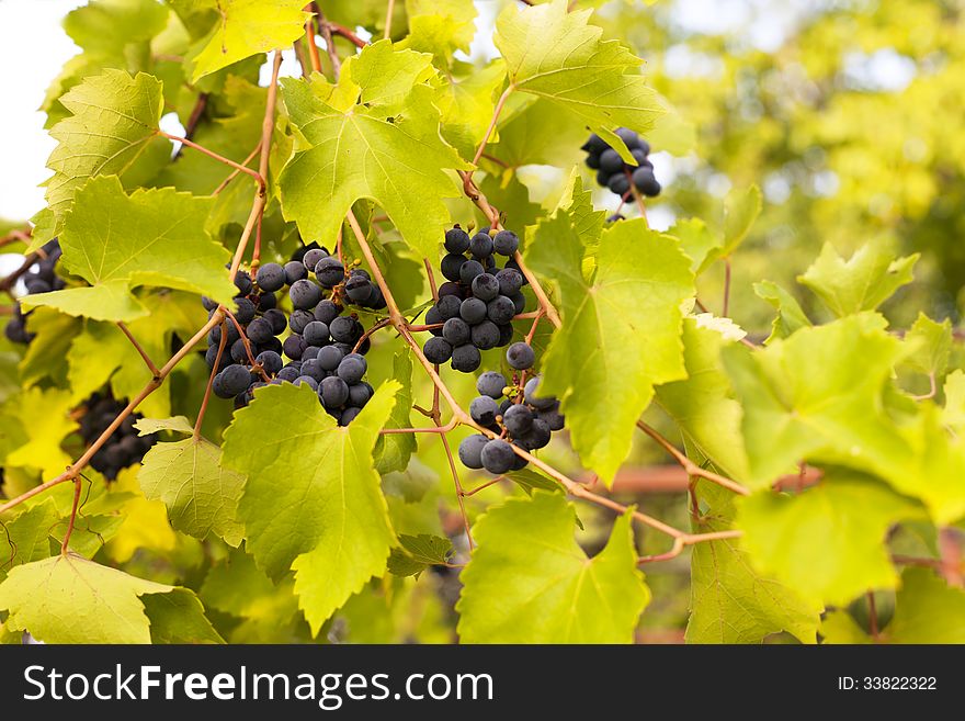 vineyard-ripe and fresh grapes