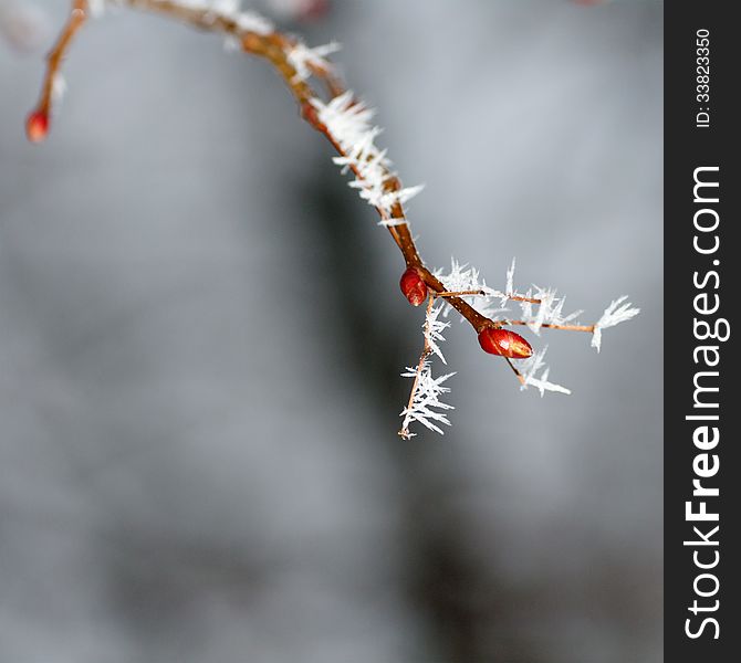 Frost on a branch close-up