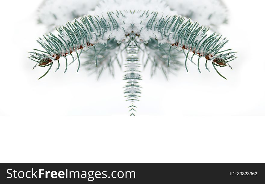 Branches Blue Spruce Under The Snow